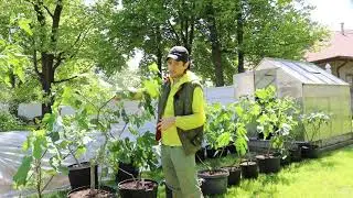 Common Problems with Fig Trees in the Early Spring when given a Headstart