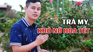 4 Reasons Why Camellia Flowers Have Difficulty Blooming During Tet (Vietnamese Lunar New Year)