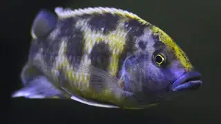 Nimbochromis Cichlids | Care Guide & Species Profile