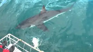 Cage Diving with Great White Shark in Gansbaai & False Bay - Plong&eacute;e Cage &agrave; gansbaai & false bay