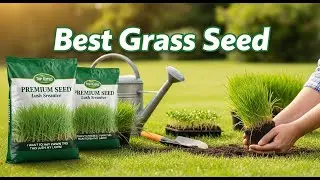 TOP 5 Best Grass Seed 2025 | These Grass Seeds Make Your Lawn Lush & Green FAST