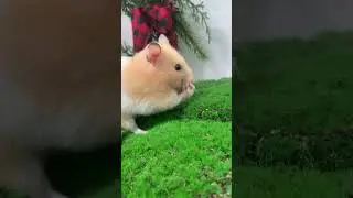 Feeling Stressed? Take 30 Seconds to Watch This Hamster Wash His Face 🌿