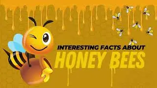 The Truth About Queen Bees and Worker Bees Explained