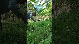Step over the weeds preparation #treeplanting #lineweeding #roundweeding #shortvideo #@Agtamixvlog