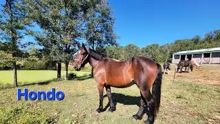 Trail riding Hondo