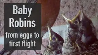 Baby Robins - from Eggs to First Flight