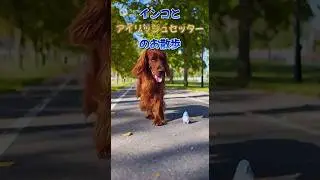 インコがアイリッシュセッターとお散歩　#マメルリハ #コニ君 #アイリッシュセッター