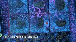 Stock Spotlight: ECC Yellow Passion Galaxea Frag