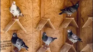 10 MILE *FIRST TOSS* 😬 Road Training my 2022 Racing Pigeons Team