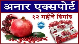 अनार एक्सपोर्ट - डाळिंब निर्यात - Pomegranate Export to Dubai - Indian Pomegranate Export market