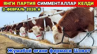 ЯНГИ ПАРТИЯ СИММЕНТАЛЛАР КЕЛДИ Жумабой оғани фермаси Шовот 2-февраля 2026 г.