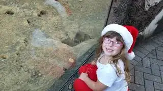 Sedona's favorite animal, the meerkats at ZooTampa Lowry Park, Christmas in the Wild 2018