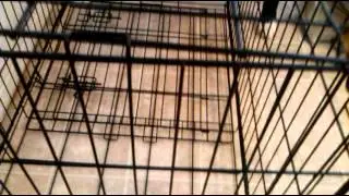 Collapse Kennel