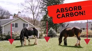 What is a Carbon Sink? Absorbing it on the Homestead