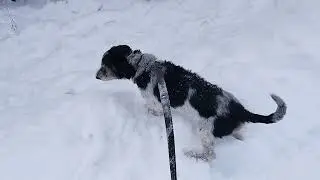Прогулка с Тошей ( с которого сняли панцирь)👋🫶☺️