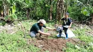 🟡TANAM KELENGKENG‼️KELENGKENG MATALADA#DURIAN🌳