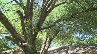 Tree trimming service complaints