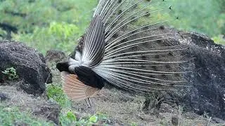 green peafowl (Pavo muticus)