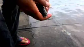 Dam tahu semarang