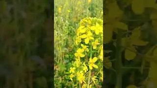 ni gal sun wagdi ay/Indian songs#papular #asi punjab da