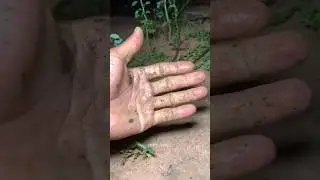 Boing Catch frogs funny #funny #frog