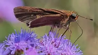 Ocola skipper on mist flower 