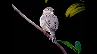 Birds of India | Common & Endemic Beautiful Birds | Western Ghats - Kerala & Tamil Nadu | 4K