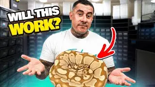 Это сочетание может сработать, а может и нет!
