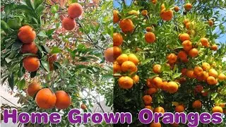 I Grafted Oranges to My Houseplant (Will They Fruit?) Grafting Orange Tree, Home Grown oranges