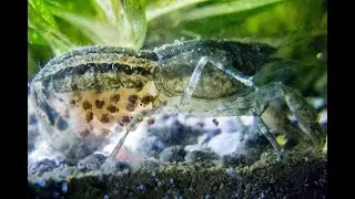 Карликовый техасский рак Cambarellus texanus