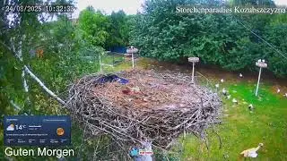 2025 08 24 Storchenparadies Kozubszczyzna, viele viele Nester und Alpakas gibt es auch👍👍