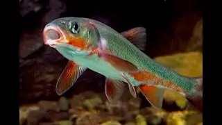 ウグイ   Japanese dace,Freshwater minnow,Big-scaled redfin 　　　　Tribolodon hakonensis