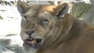 【神回】不機嫌なさくらをなだめたのは母のリリー☆彡とべ動物園にて