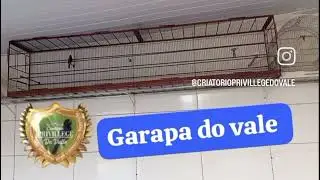 Nosso galador GARAPA DO VALE 