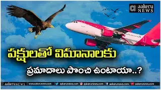 Indigo Crisis|Bird Strikes:Hidden Danger to Flights?| పక్షులతో విమానాలకు ముప్పు? |𝐚𝐚𝐤𝐞𝐫𝐮 𝐍𝐄𝐖𝐒 𝐓𝐞𝐥𝐮𝐠𝐮