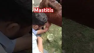 Mastitis in Goat || Turbid Milk