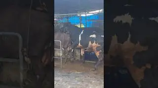 Natural mating 🌍#cow #bull #keralafarm #mating #farming