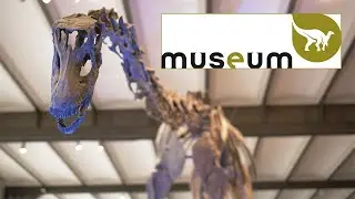 MUS&Eacute;E DES SCIENCES NATURELLES (Bruxelles)