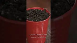 Como germinar sementes de cannabis  #vlog #fotografia #ice #cinematography #cannabis