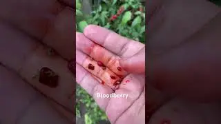 Bloodberry || looks just like blood