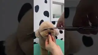 Toy Poodle ✂︎Cute Round Face Grooming Transformation | Teddy Bear Style