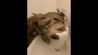 200IQ cat