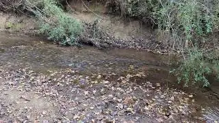 What's in my shorts? Creek at Joyner Park.