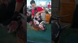 Experts cut tuna at the Sorong fish market#short #fish #food #fyp #satisfying #sashimi #subscribe