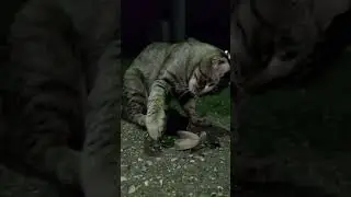 Кот и богомол. 