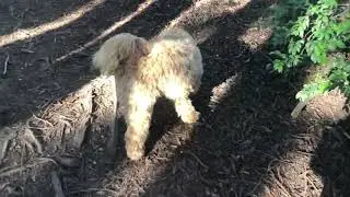 Healer labradoodle: Hiking in the Oakland hills