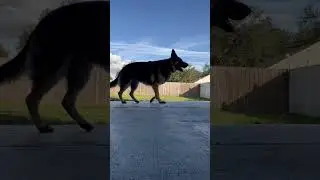 Fakie shuvit