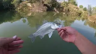Late Summer White Bass Fishing