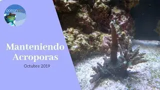 💪 Acroporas on fire🔥 || OceanMon💦