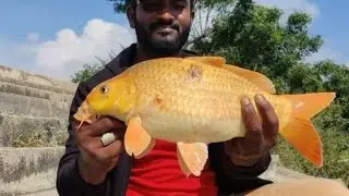 Amezing Fishing  Golden Fish Catching Singh Shikar techniques  Fishing Gideo